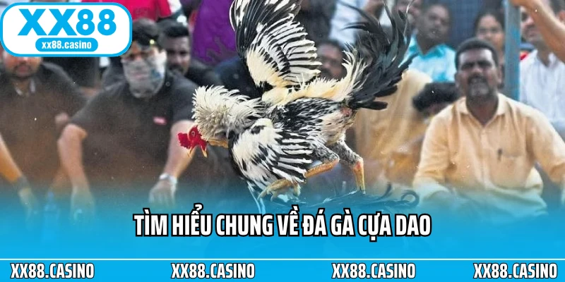 Tìm hiểu chung về đá gà cựa dao